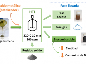 Nuevo biocarburante con algas en el laboratorio, pero ni un litro a la venta