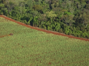 Fuerte contestación a Bolsonaro ante su ambición por producir más etanol a costa de la Amazonia