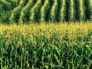 Published report: Biofuel from corn cobs, stalks, projected to cost $1.50