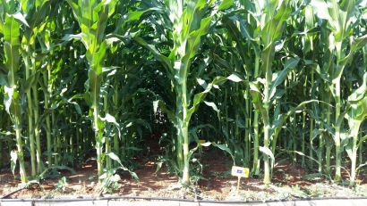 Los subproductos del biogás podrían cubrir con fertilizantes orgánicos todo el consumo de la agricultura