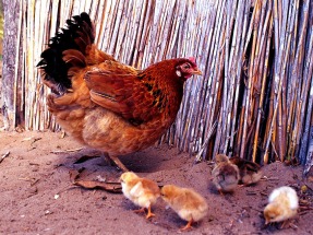 Residuos de granjas avícolas + especie de planta invasora = biogás