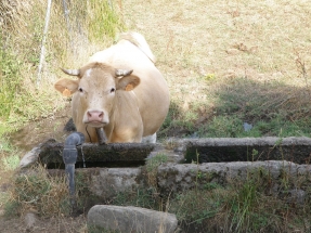 La industria europea de etanol lamenta que la CE olvide su co-producción de proteína animal