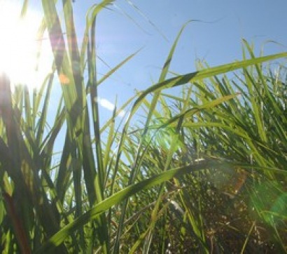 El 20% de la bioenergía eléctrica mundial se produce con bagazo de caña de azúcar