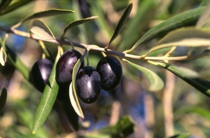 Marchando 40.000 toneladas de biomasa de hueso de aceituna