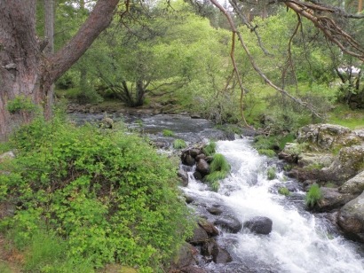 Parques nacionales y biomasa, una relación estable