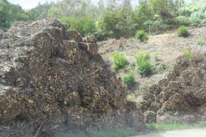 Asturias presenta una estrategia para cubrir el 6% de la energ&iacute;a con biomasa en 2012