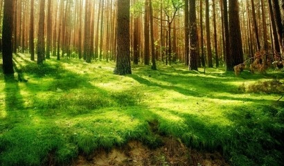 De París debe salir “un compromiso económico con la gestión sostenible de los bosques”