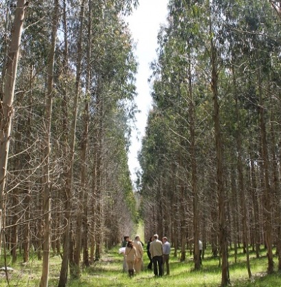 Investigación aplicada a la gestión forestal: se pide en España, se concreta en Finlandia