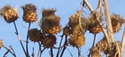 Investigadores de Portugal y Espa&ntilde;a sacan adelante cultivos de cardo a gran escala