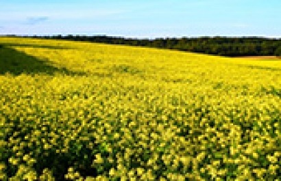 “La bioenergía sostenible, clave en la transición de Europa hacia un modelo energético renovable y eficiente”