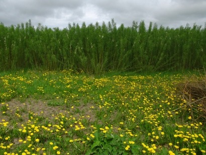 Actual reforma de la PAC sí, pero con más apoyo a los cultivos energéticos