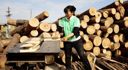 FAO: “Las políticas forestales deben abordar el papel que desempeña la energía”