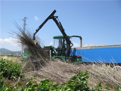 Iberdrola recolecta los primeros cultivos energéticos de chopos y robinias