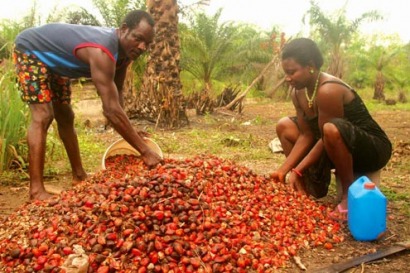 FAO provides new tools to help policymakers develop bioenergy sustainably