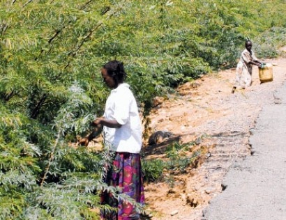 Plans in place to build Kenya’s first biomass plant