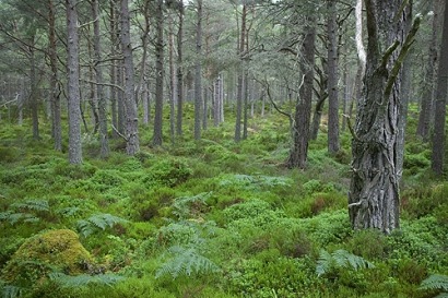 La biomasa para energía podría reducir en un 60% los incendios forestales