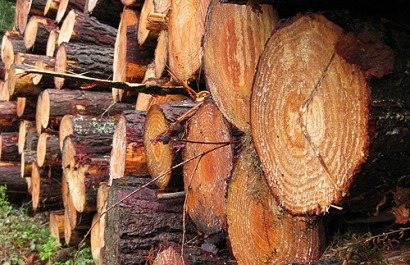 El Gobierno vasco refuerza su apuesta por la biomasa forestal