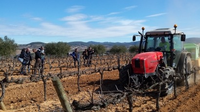 Sarmientos de vides para producir la energía de tres centrales nucleares