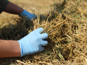 “Resultados muy prometedores” con la combustión de paja de arroz en calderas