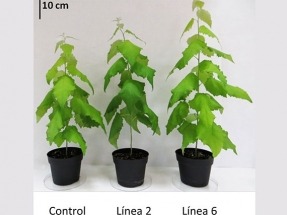 Álamos transgénicos responden bien en el laboratorio como cultivos energéticos, pero no en el campo