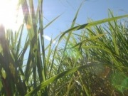 Una quinta parte de la energía se podría cubrir con biomasa sin afectar a la alimentación