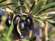 Marchando 40.000 toneladas de biomasa de hueso de aceituna