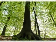 Los veinte años de Asemfo y su relación con la bioenergía