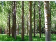 La bioenergía dobla el aprovechamiento de biomasas de madera recuperadas