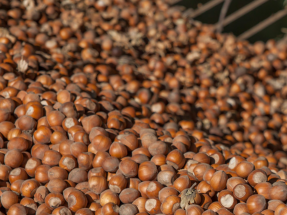 Ferrero Rocher: autoconsumo para sus secaderos con sus cáscaras de avellana