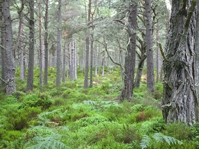 Biomasa forestal, clave en el desarrollo de la bioenergía