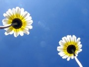 Las asociaciones europeas de la biomasa reclaman una tasa de CO2 ahora que el petróleo está barato