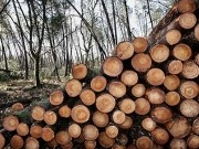 REA launches ‘Back Biomass’ campaign