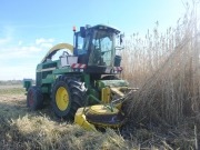 Arundo K12, la caña española que da energía al mundo