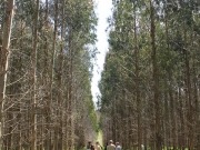 Investigación aplicada a la gestión forestal: se pide en España, se concreta en Finlandia