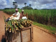 Las plantas de biomasa con residuos de caña de azúcar en Brasil superan los 10 GW