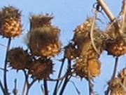 Investigadores de Portugal y Espa&ntilde;a sacan adelante cultivos de cardo a gran escala