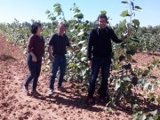 Éxito en el agarre de chopo energético fertilizado con digestato de purines