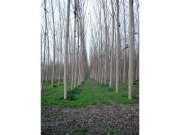 Pastguren, otra papelera que puede acabar convertida en planta de biomasa