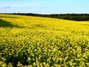 “La bioenergía sostenible, clave en la transición de Europa hacia un modelo energético renovable y eficiente”
