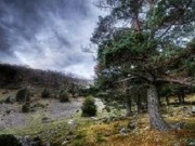 Cooperaci&oacute;n interterritorial a favor&nbsp; del uso sostenible de la biomasa&nbsp;