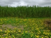 Actual reforma de la PAC sí, pero con más apoyo a los cultivos energéticos
