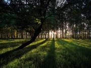 Ence: buenos números gracias a la biomasa y Mérida en marcha