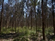 Las tres nuevas plantas de biomasa de Ence irán a Galicia