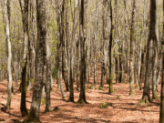 Es más segura la biomasa forestal de Amurrio que el gas de Argelia