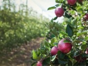 Vía libre a la planta de biomasa de 14 MW de Nufri en Soria