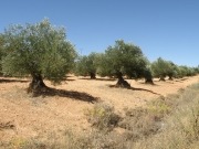 Un curso para formarse en subproductos al alza, los del olivar; biocombustibles incluidos