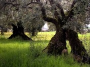 La biomasa se hace un hueco en la ley andaluza del olivar