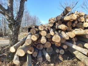 Un Día de los Bosques con coronavirus, cambio climático y demandas de mejor gestión, bioenergía incluida