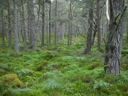 La biomasa para energía podría reducir en un 60% los incendios forestales