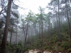 Juntos por los Bosques pide reforzar la demanda de biomasa térmica en el Consejo Forestal Nacional